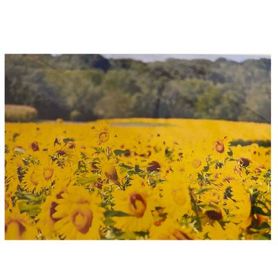 Sunlight Harvest, photo notecard SHAM068