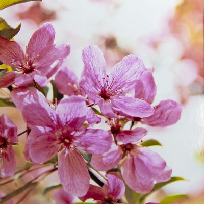 Think Pink, matted photo SHAM062