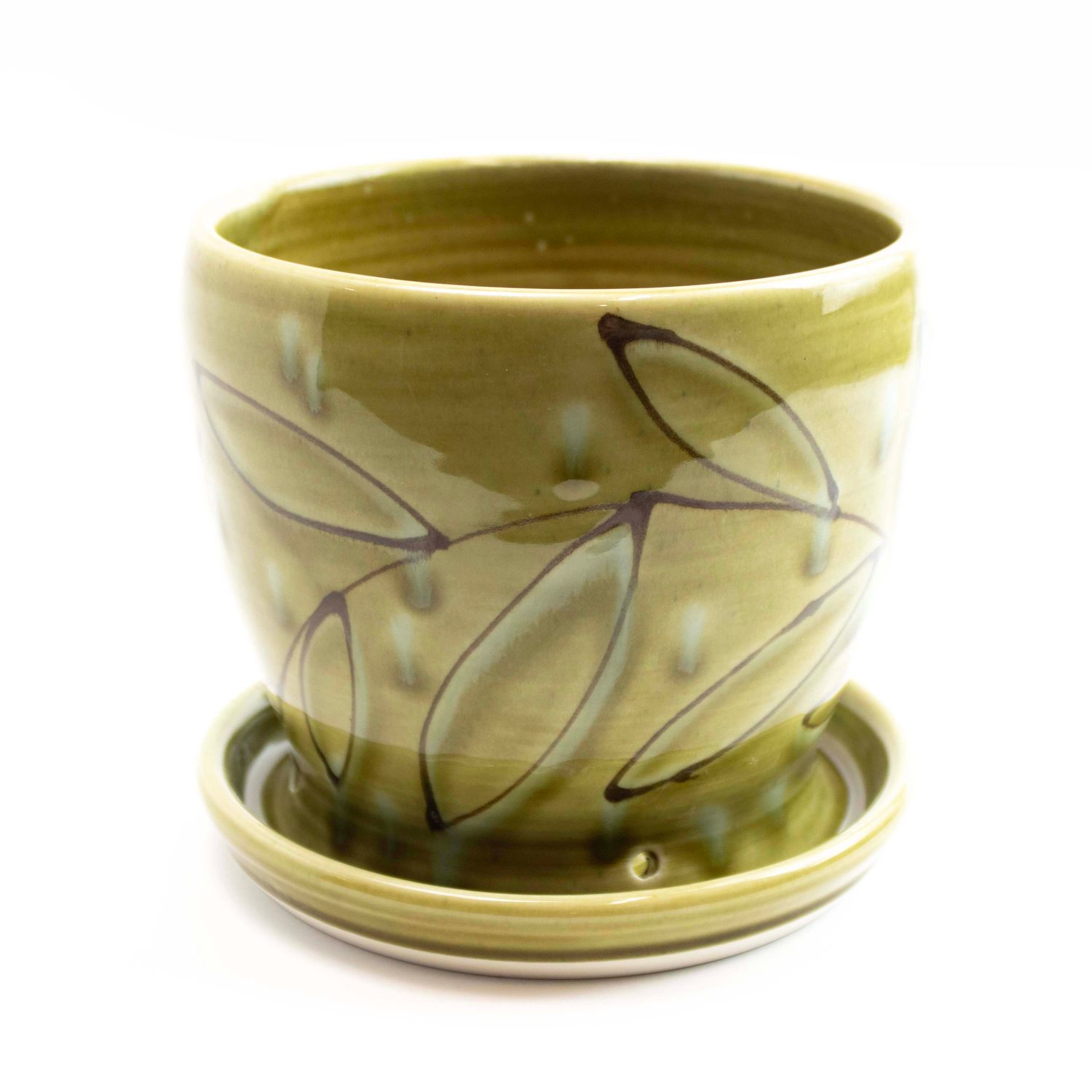 Avocado, large planter HECL444