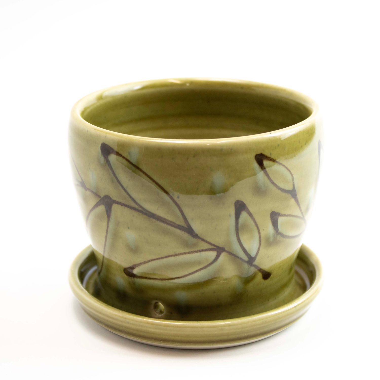 Avocado, medium planter HECL447