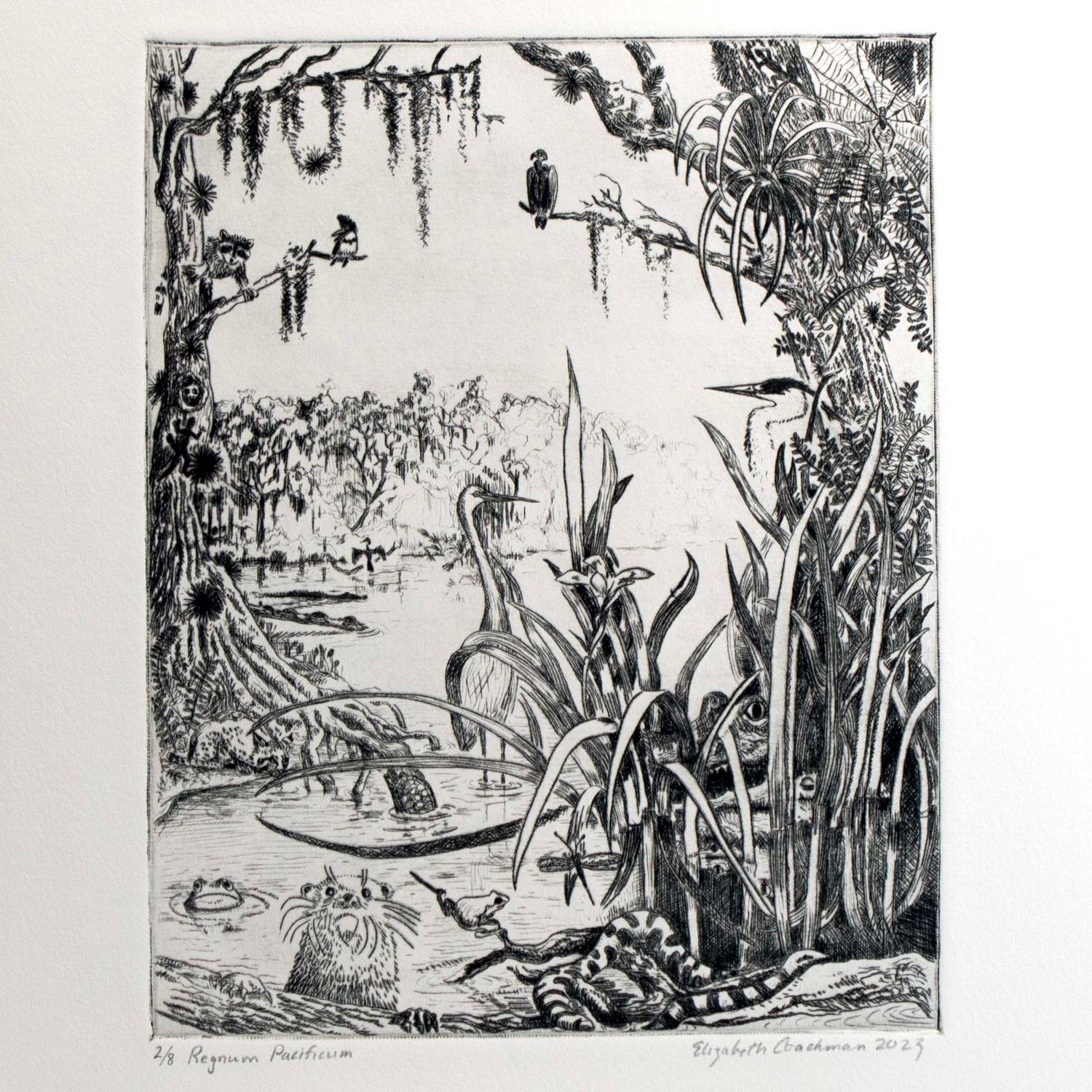 Regnum Pacificum, engraving COAE042