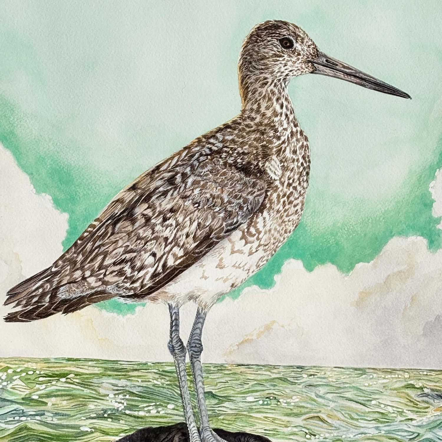 Eastern Willet, medium print GERS59