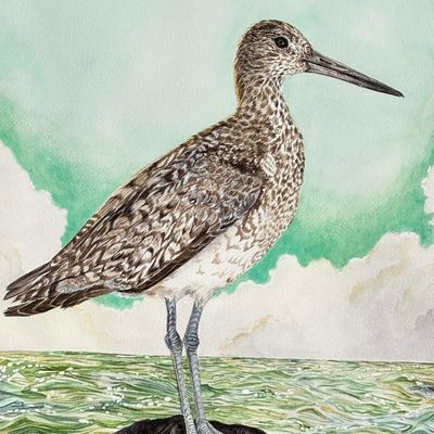 Eastern Willet, small print GERS58
