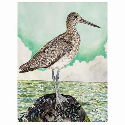 Eastern Willet, small print GERS58