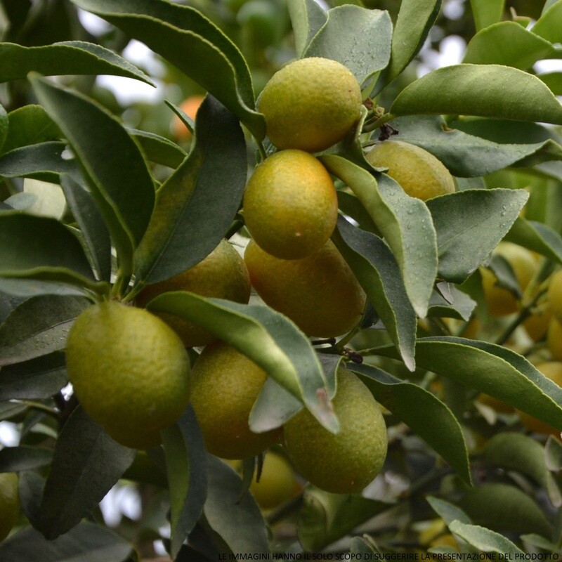 Fortunella Margarita - Kumquat