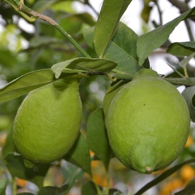 Citrus limon - Limone Zagara Bianca