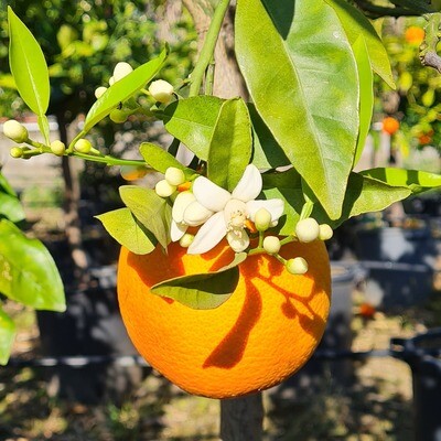 Citrus sinensis - Arancio Washington