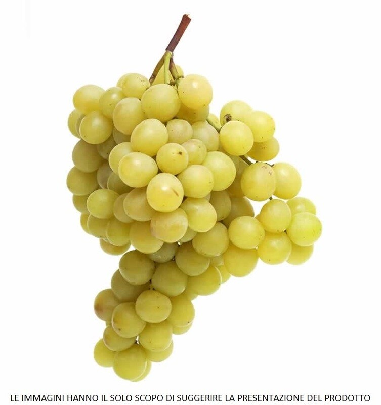 Vitis vinifera - CARRICANTE B.