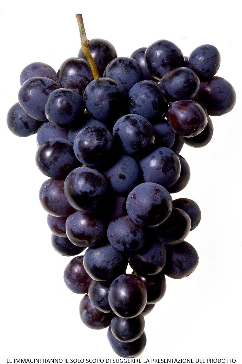 Vitis vinifera - CANNONAU N.