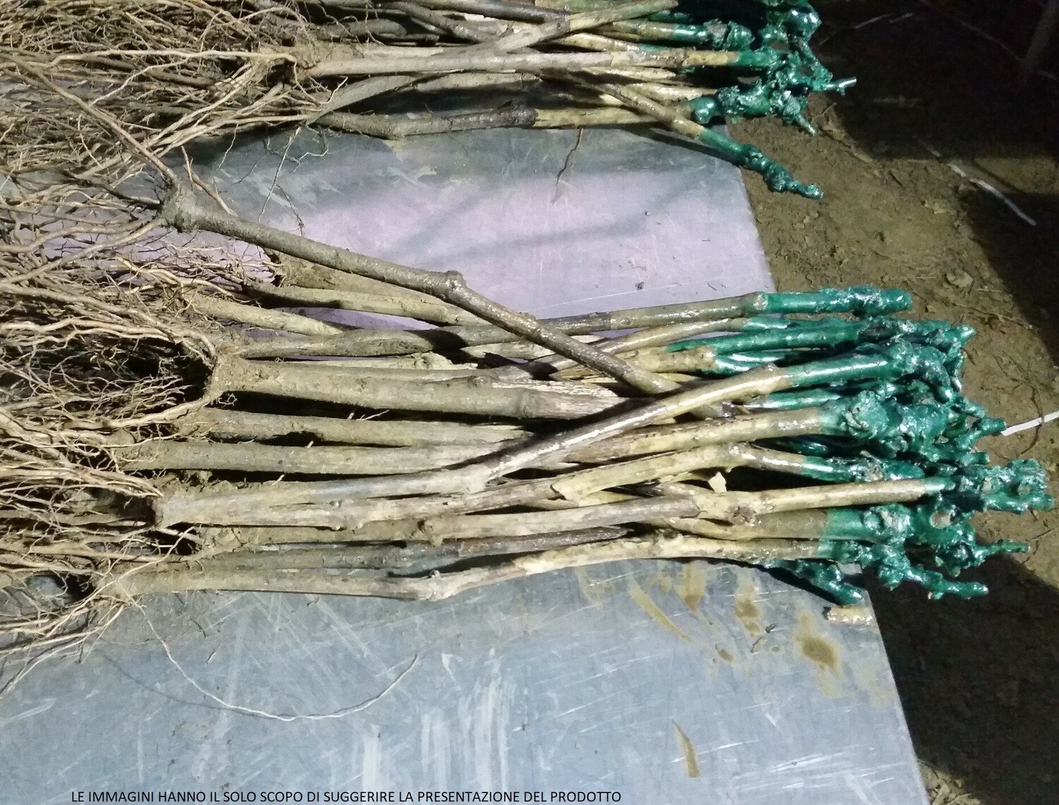 Vitis vinifera - CHARDONNAY B., Dimensione Vaso: Radice Nuda