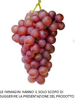 Vitis vinifera - FLAME SEEDLESS R.
