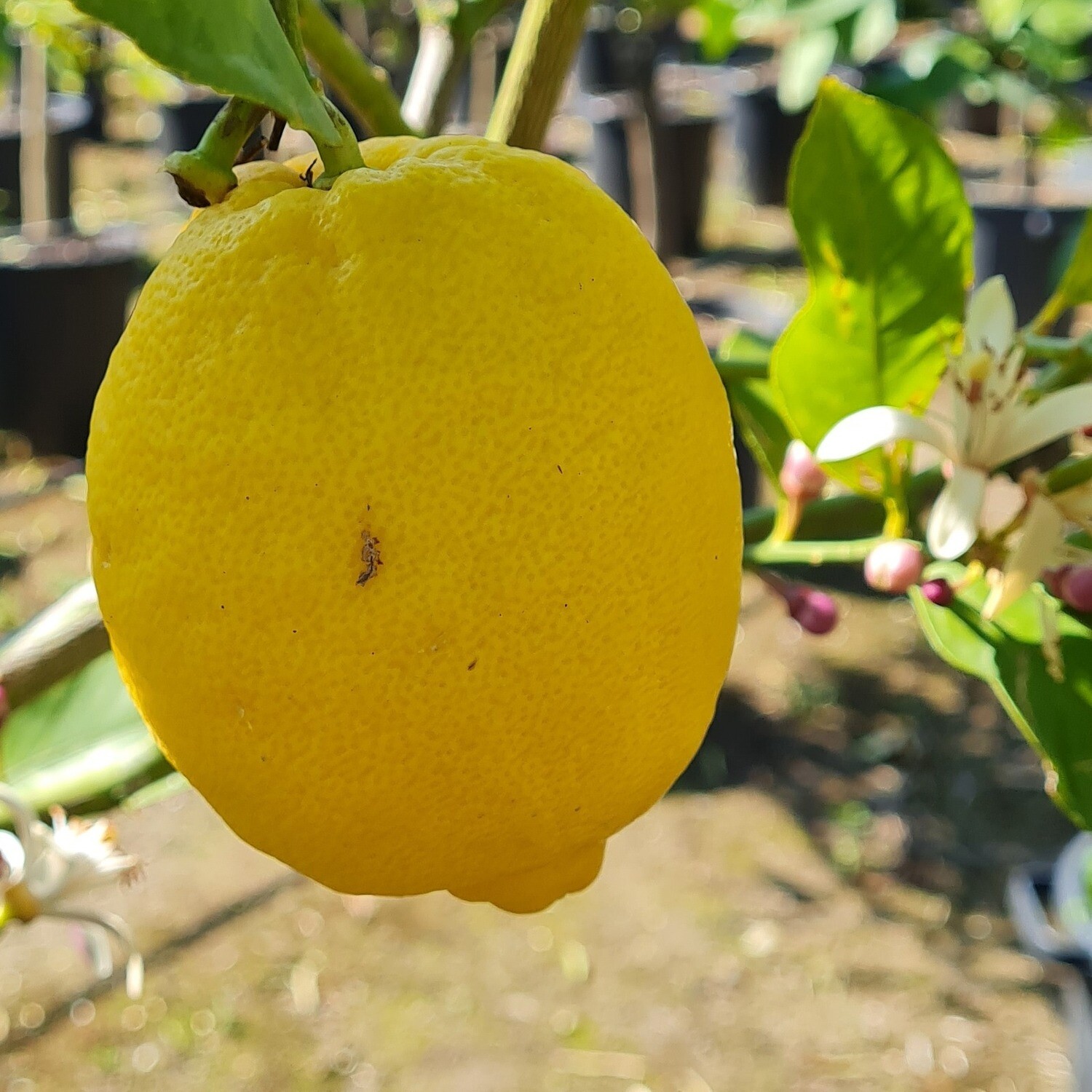 Citrus limon - Limone Monachello