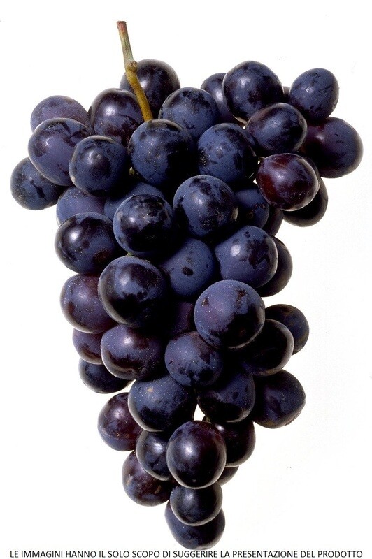 Vitis vinifera - AGLIANICO N.