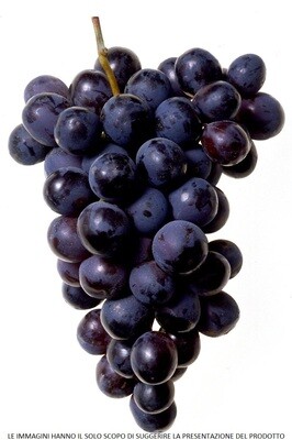 Vitis vinifera - CORINTO NERO N.