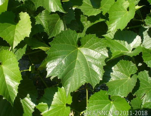 420A - Vitis Berlandieri x Vitis Riparia