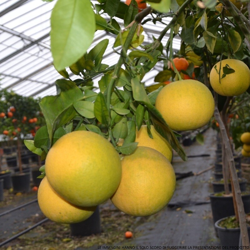 Citrus paradisi - Pompelmo