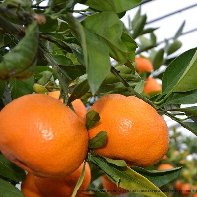 Citrus clementina - Clementino Comune