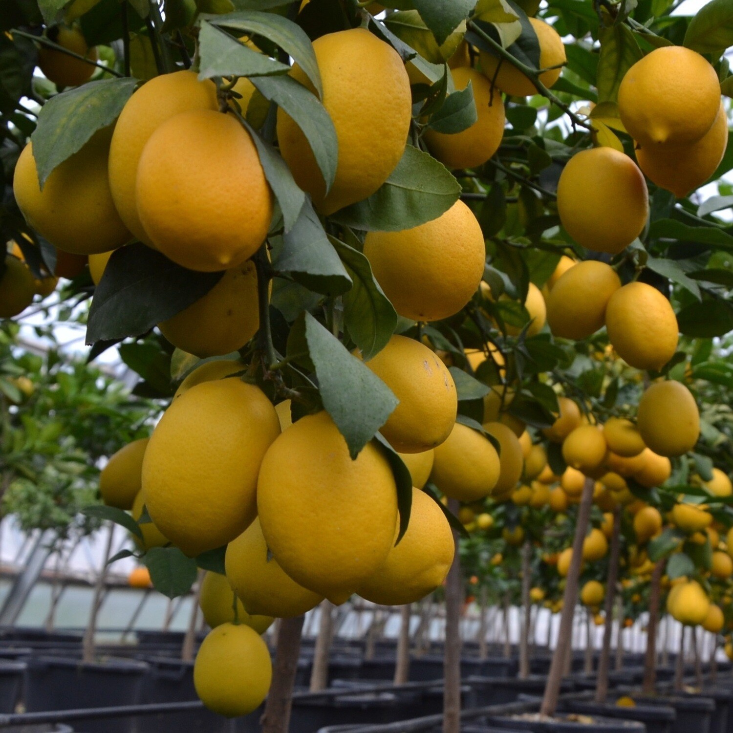 Citrus limon - Limone Meyer