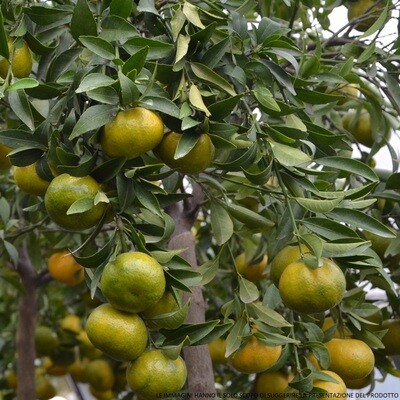 Citrus reticulata - Mandarino Nova