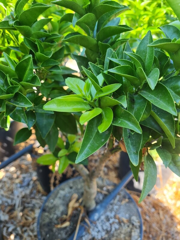 Citrus myrtifolia - Chinotto