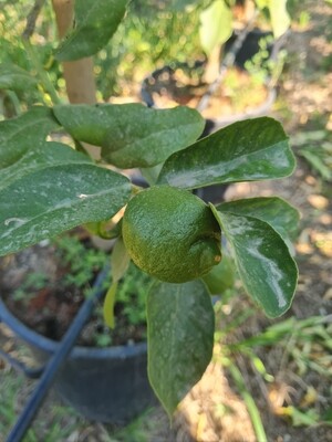 Citrus limon - Limone Lunario