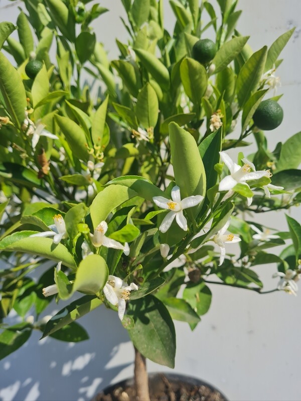 Citrus mitis - Calamondino
