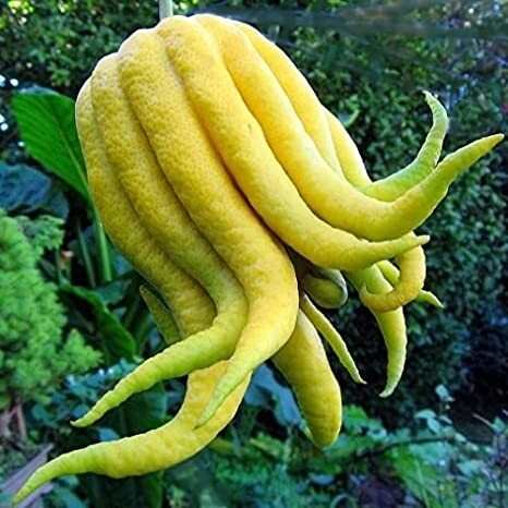 Citrus medica digitata - Cedro Mano di Budda
