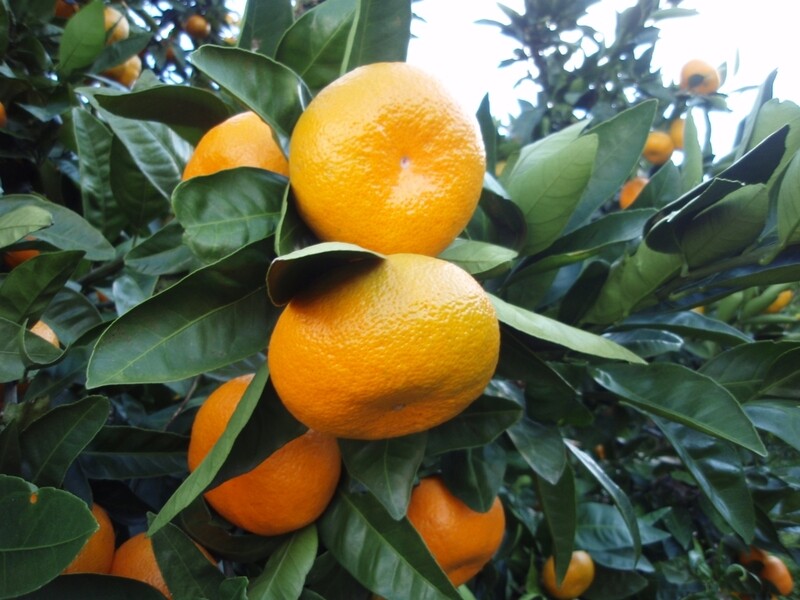 Citrus unshiu - Satsuma