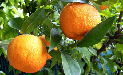 Citrus aurantium - Arancio Amaro