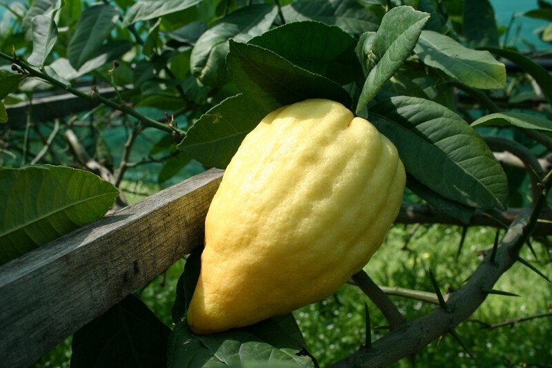Citrus medica - Cedro Diamante