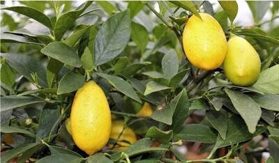 Citrus floridana - Limequat