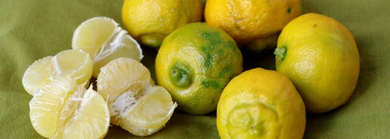 Citrus bergamia - Bergamotto