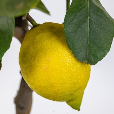 Citrus limon - Limone Carrubaro