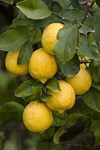 Citrus limon - Limone Femminello Siracusano 2KR