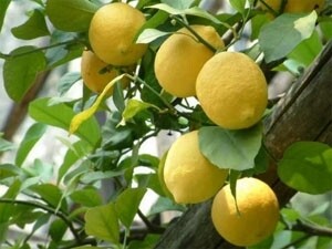 Citrus limon - Limone Interdonato