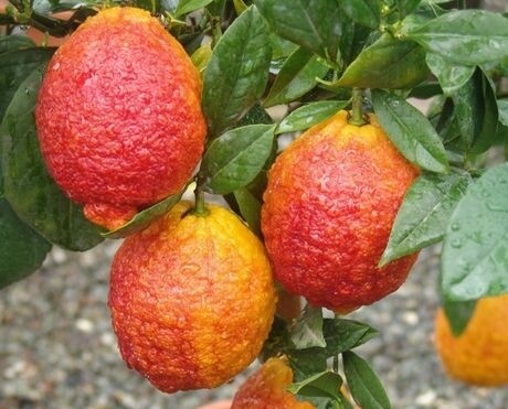 Citrus limon - Limone Buccia Rossa