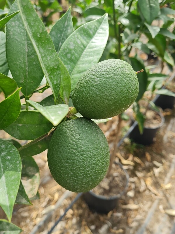Citrus sinensis - Arancio Calabrese