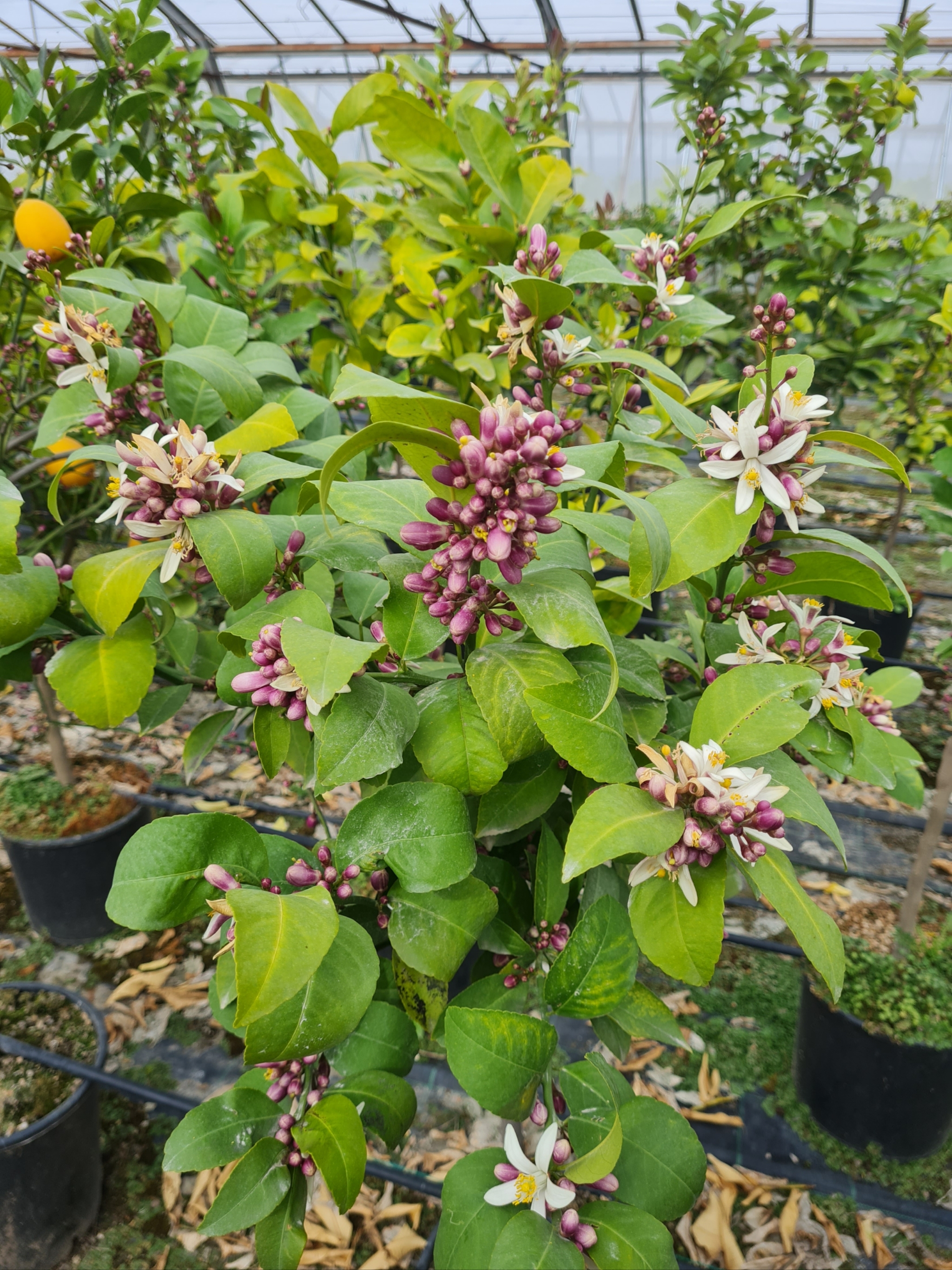 Citrus limon - Limone Meyer