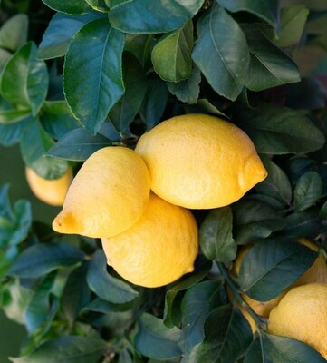 Citrus limon - Limone Cappuccio