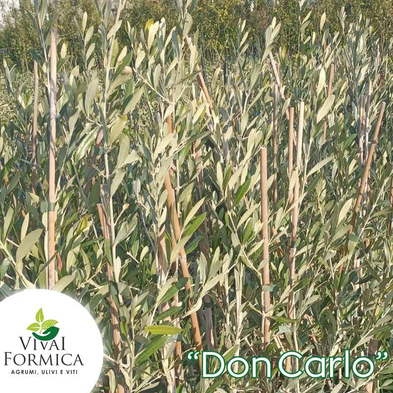 Don Carlo