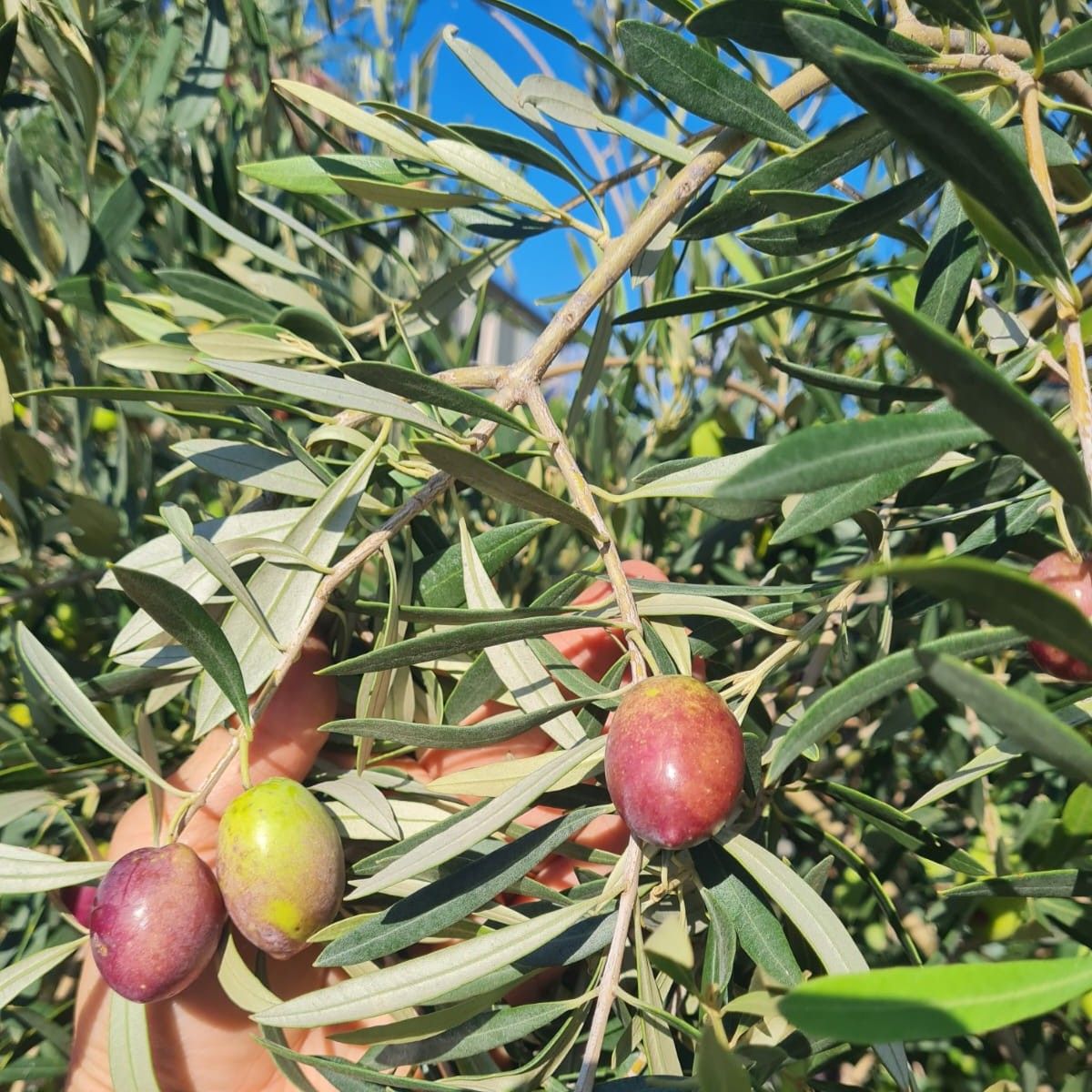 Olea europaea - Grossa di Spagna Olea europaea - Grossa di Spagna