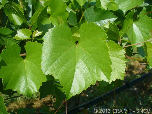 140 RUGGERI - Vitis Berlandieri x Vitis Ruprestis 140 RUGGERI - Vitis Berlandieri x Vitis Ruprestis
