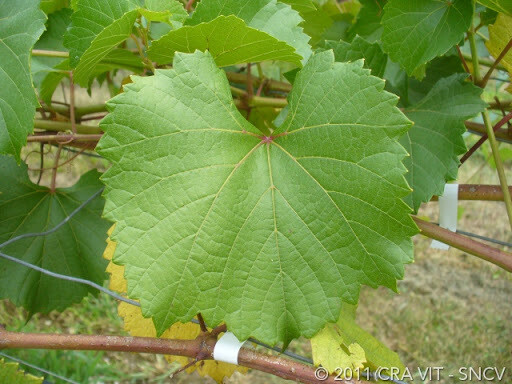 110 RICHTER - Vitis Berlandieri x Vitis Ruprestis 110 RICHTER - Vitis Berlandieri x Vitis Ruprestis