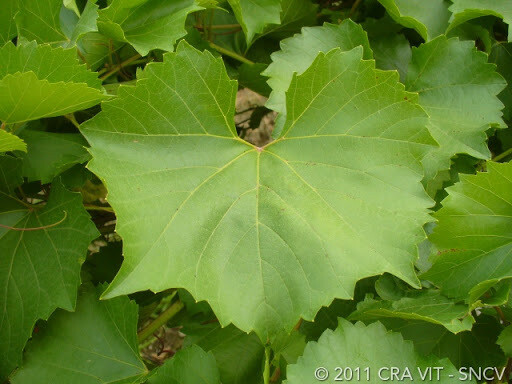 1103 PAULSEN - Vitis Berlandieri x Vitis Ruprestis 1103 PAULSEN - Vitis Berlandieri x Vitis Ruprestis