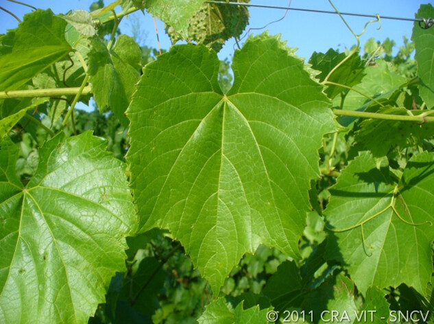 225 RUGGERI - Vitis Berlandieri x Vitis Riparia 225 RUGGERI - Vitis Berlandieri x Vitis Riparia