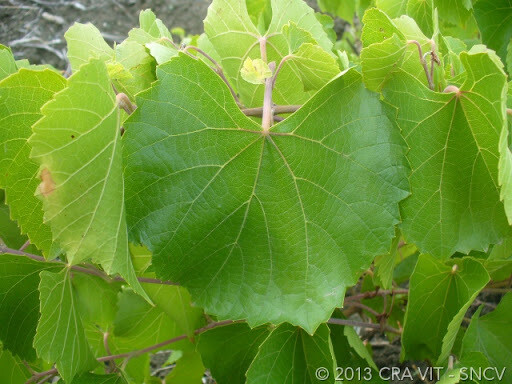 775 PAULSEN - Vitis Berlandieri x Vitis Ruprestis 775 PAULSEN - Vitis Berlandieri x Vitis Ruprestis