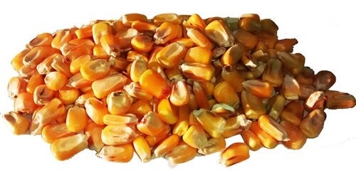 MAÍZ ENTERO LIMPIO (Saco 30 Kg)