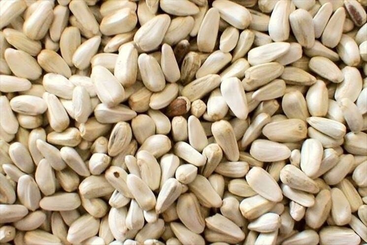 CARTAMO ALAZOR O PIPA BLANCA 20 kg
