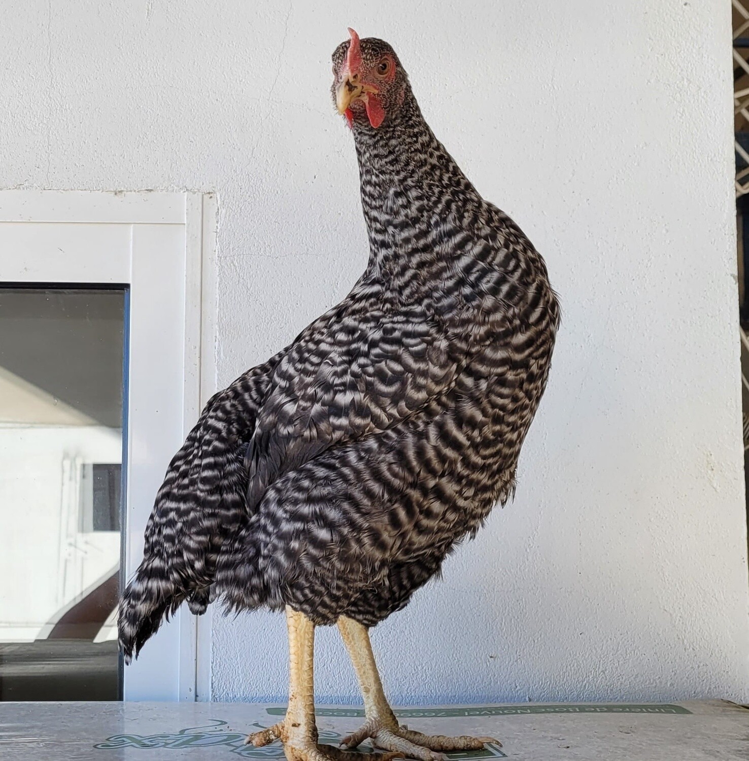GALLINA PEDRESA