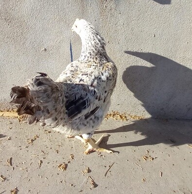 GALLINA  SUSSEX